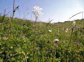 Like an Alpine Cottage Garden!