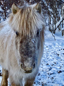 A Cute Yakut Pony