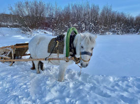 Our Lovely Grey Sled Pony