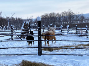 Ponies Having Fun