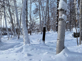 Taiga on the Way Back to Yury's Hut