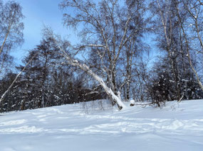 Taiga Shoreline