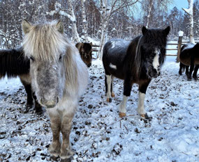 The Tough Ponies of Sinsk