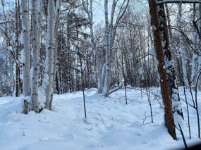 Through the Taiga on the Pony Sled