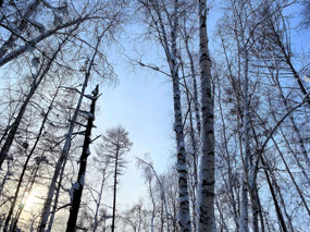 What I Saw from My Comatose Position!