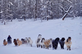 Yakut Ponies in Fine Condition (c. Ed)