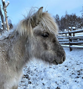 Yakut Pony Yearling