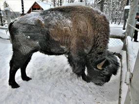 Enormous Musk Ox