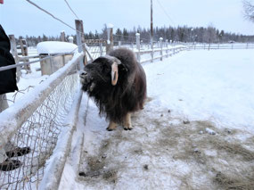 Friendly Musk Ox