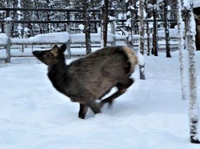 Frolicking Siberian Deer