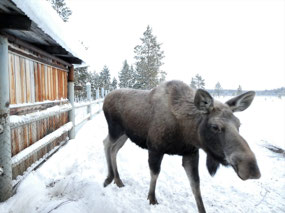 Gentle Moose