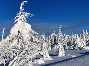 Illuminating a Frozen Wonderland