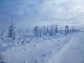 Lonely Snowy Taiga