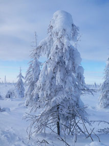 A Tree Bows, Laden with Heavy Snow