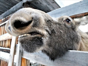 My, What a Big Nose You Have....