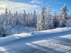 Pretty Frosty Taiga