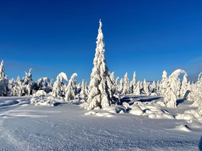 The Taiga Bows in Welcome....
