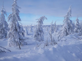 Entranced by the Taiga Ghostlands