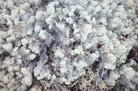 Delicate Intricate Lichen