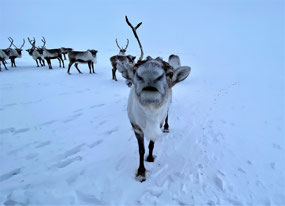 Farewell from the Reindeer