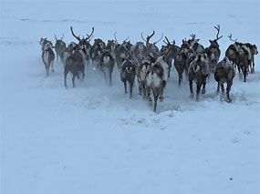 Following the Herd