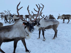 Friendly Stag
