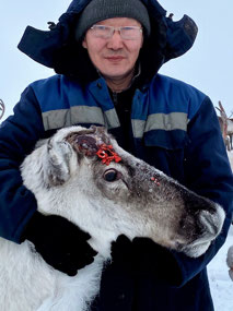 Nikolay Hugs a Bewildered Reindeer