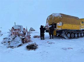 Loading Reindeer Carcasses