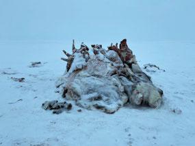 Pile of Reindeer Carcasses