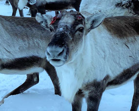 Recently Lost Antler
