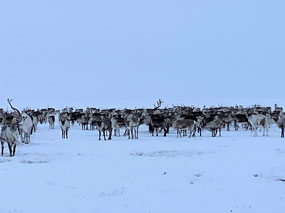 Reindeer Come to Us!