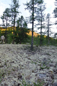 Reindeer Lichen, Kolyma District