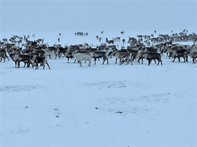 Some 3,000 Reindeer