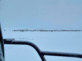We Spot the Herd