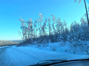 Taiga on the Kolyma Near Ytyk-Kyuyol