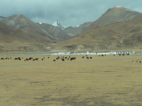 Herds of Yaks Graze Bleak Pastures