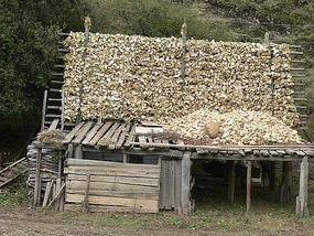 Gourds Drying on Roofs of Houses