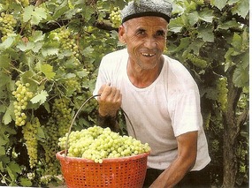 Grape Picker, Xinjiang