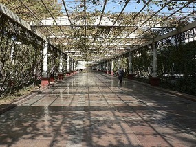 Grape Trellis Lined Walkways in Turpan