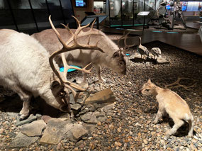 Animal Exhibits