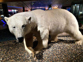 Polar Bear Exhibit