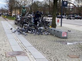 Kind Man Feeding Pigeons