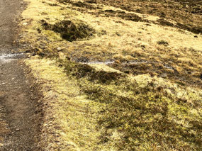 Tough Peaty Growth