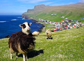 Faroese Sheep (c. Smithsonian Magazine)