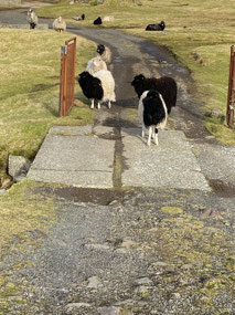 Welcoming Faroese Sheep, Eiði