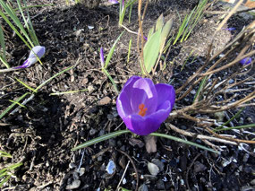 An Early Crocus
