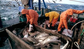 Commercial Fishing  (c. Just Agriculture)