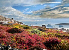 Tundra Vegetation (c. Study.com)