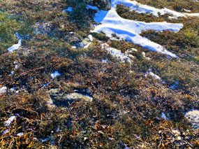 Interesting Sedges