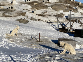 Sled Dog 